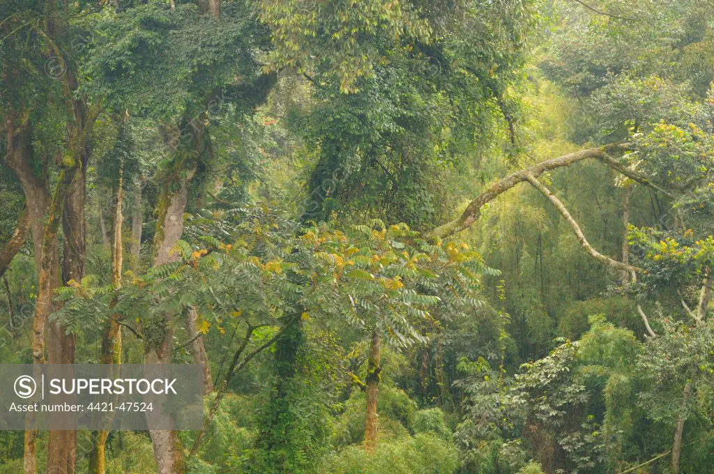 View of tropical forest habitat, Kahuzi-Biega N.P., Kivu Region, Democratic Republic of Congo, November