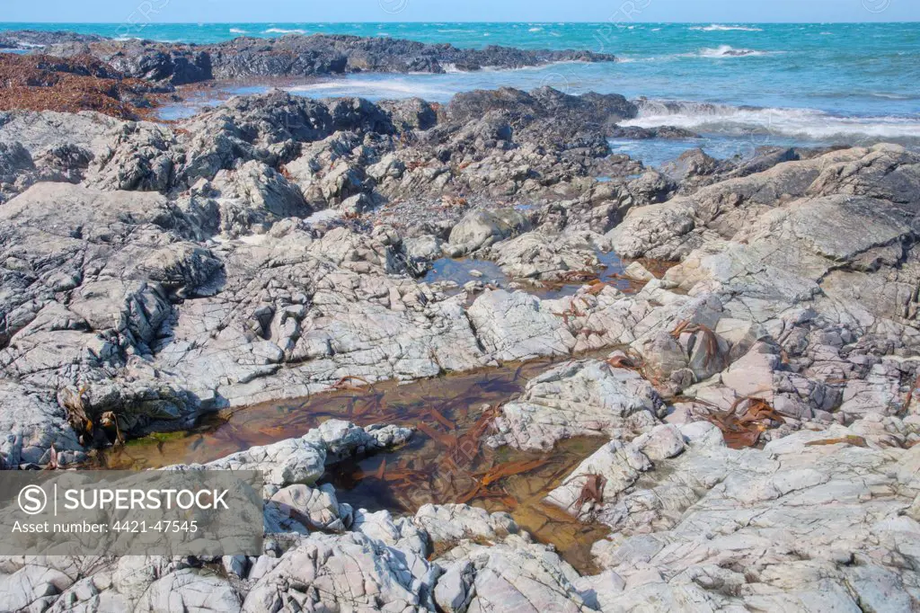 Tidepool on rocky shore at low tide, La Pulec, Jersey, Channel Islands, May