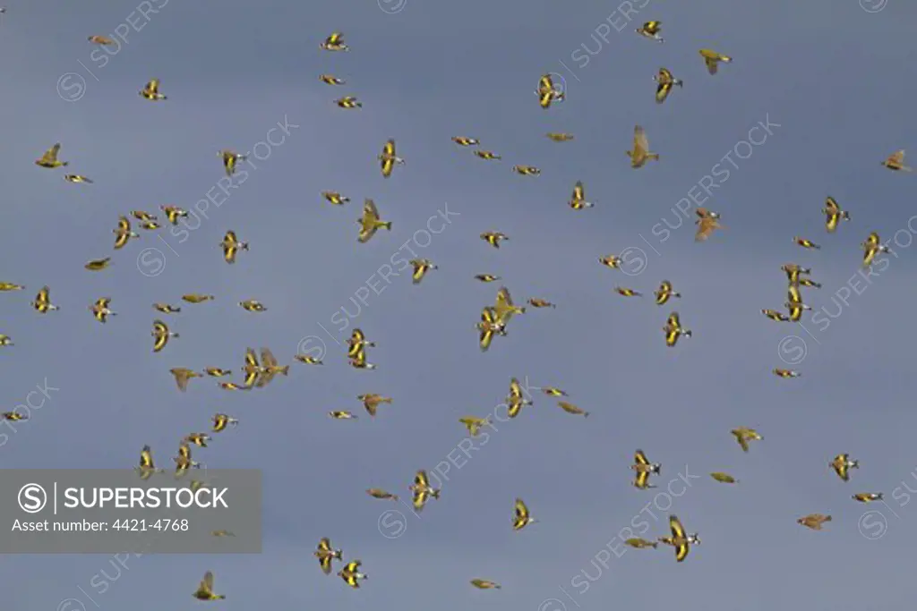 European Goldfinch (Carduelis carduelis), European Greenfinch (Carduelis chloris) and Eurasian Tree Sparrow (Passer montanus) mixed flock, in flight, Spain, april