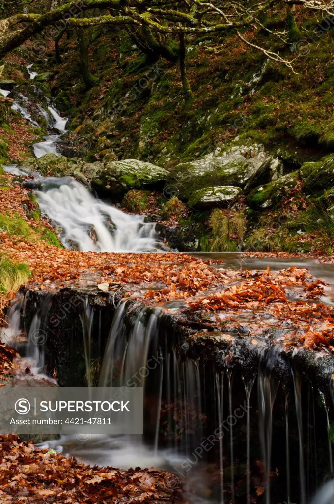 Waterfalls on stream Nant Dolfolau tumbling down hillside into Garreg Ddu Reservoir, Elan Valley, near Rhayader, Powys, Wales, November