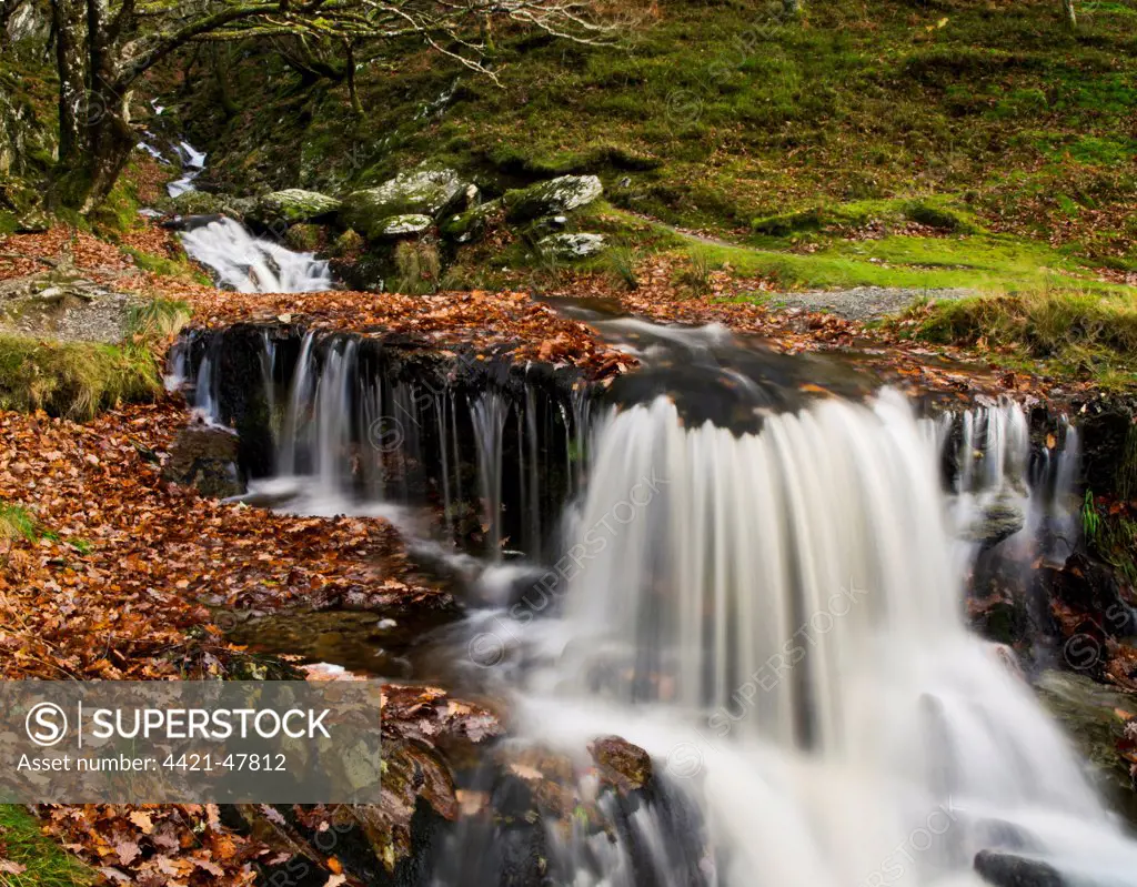 Waterfalls on stream Nant Dolfolau tumbling down hillside into Garreg Ddu Reservoir, Elan Valley, near Rhayader, Powys, Wales, November