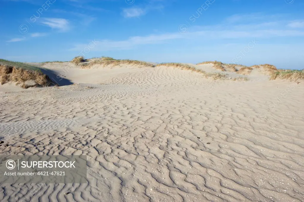 View of coastal sand dunes habitat, Romo, Wadden Sea Islands, Denmark, may
