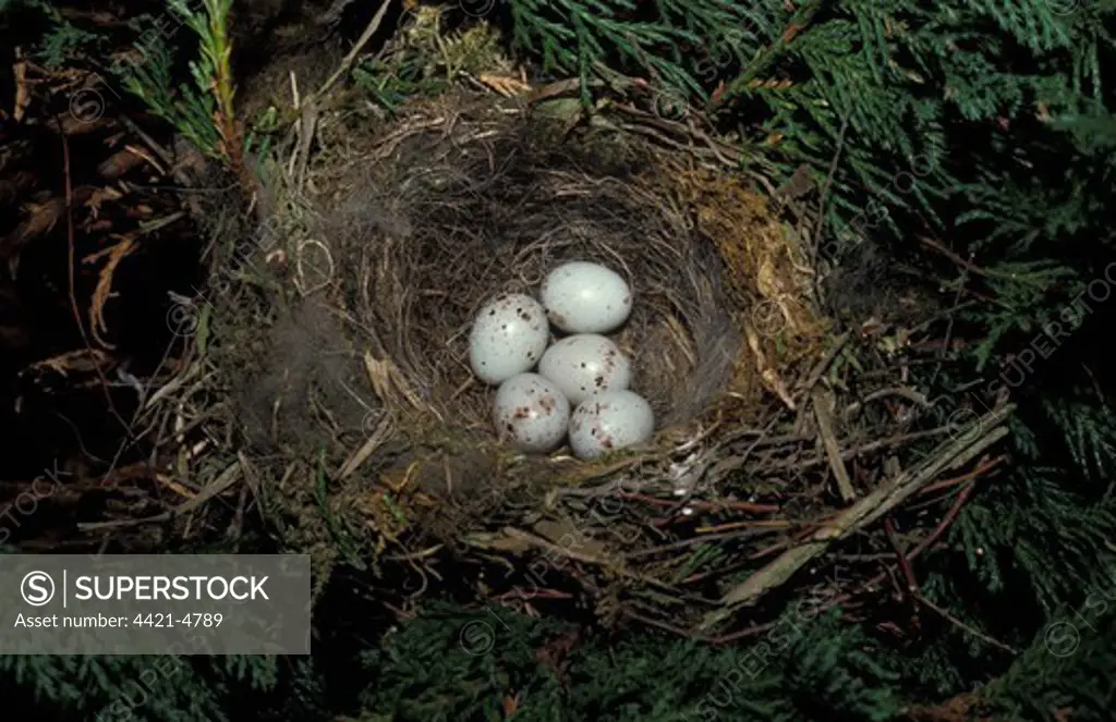 Greenfinch (Carduelis chloris) Nest with five eggs