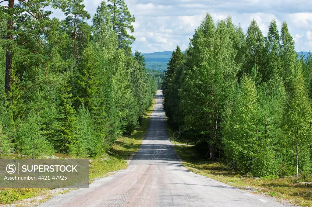Road through mixed birch and conifer forest, Halsingland, Norrland, Sweden, august