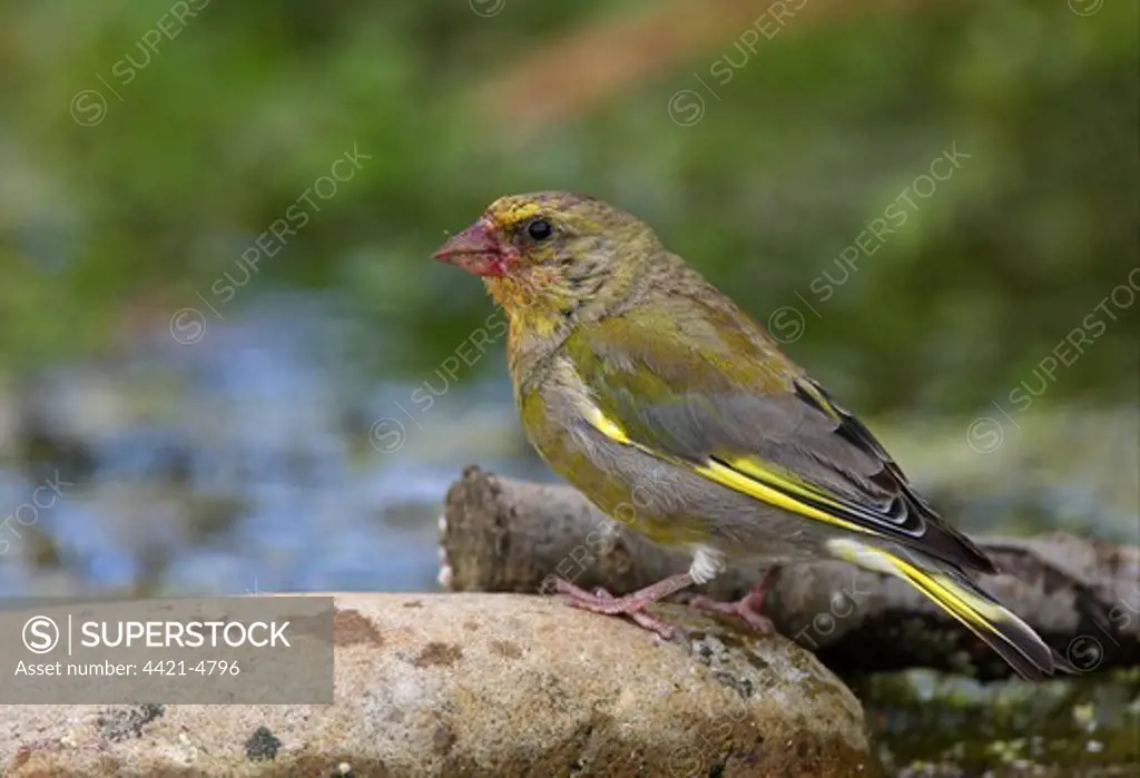 Greenfinch (Carduelis chloris) adult male, with face discoloured from feeding on blackberries, Norfolk, England, september
