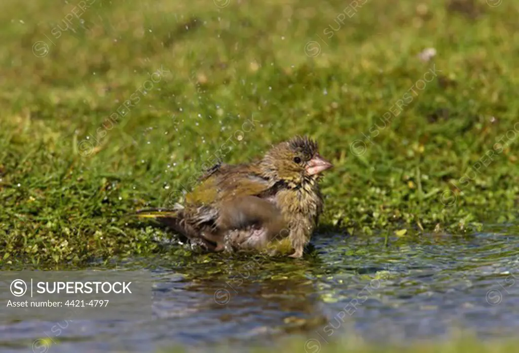 Greenfinch (Carduelis chloris) adult, bathing in pool, Norfolk, England, september