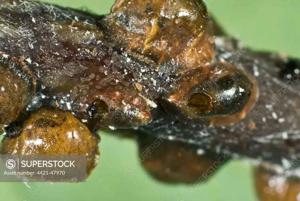 The exit hole of a parasitoid wasp, Encyrtus infelix, in the shell of its scale insect host.