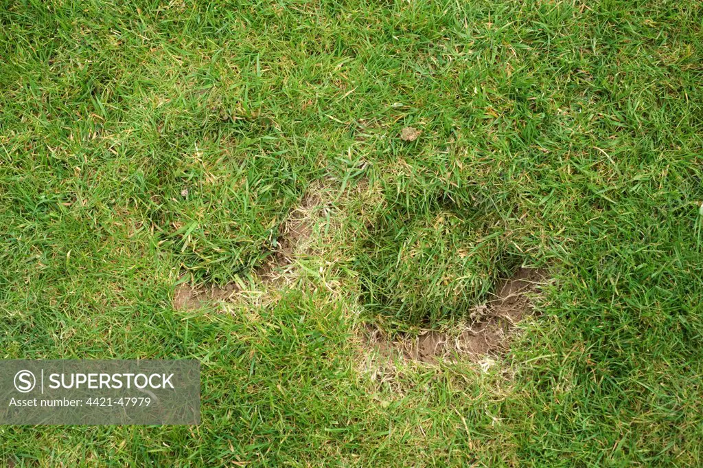 Horse hoof prints damage to a garden lawn