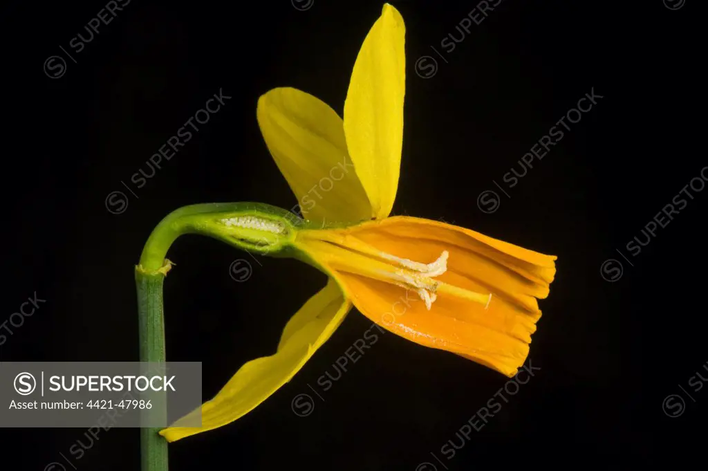 Side view section of a daffodil flower, Narcissus 'Jetfire', with yellow sepals and orange corona, ovary, pistil, stigma, filaments and anthers.