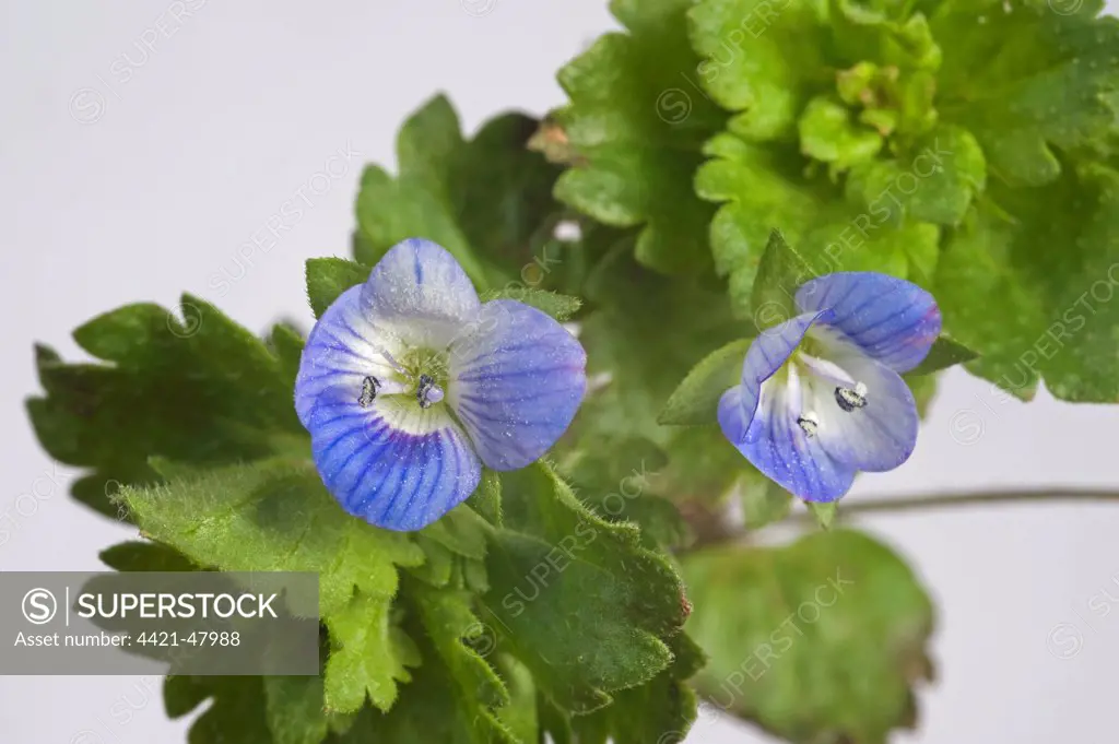 Common field speedwell, Veronica persica, flowers and leaves