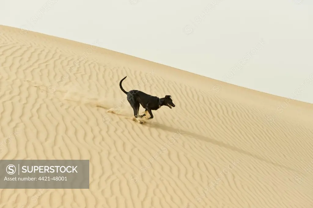 Domestic Dog, mongel (Saluki crossbreed), typical 'desert dog' adult, running on sand dunes in desert, Abu Dhabi, United Arab Emirates, April
