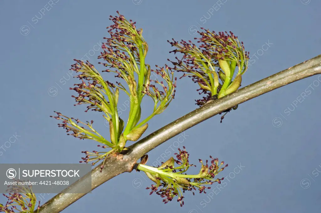 Flowers on ash, Fraxinus excelsior, wood in spring