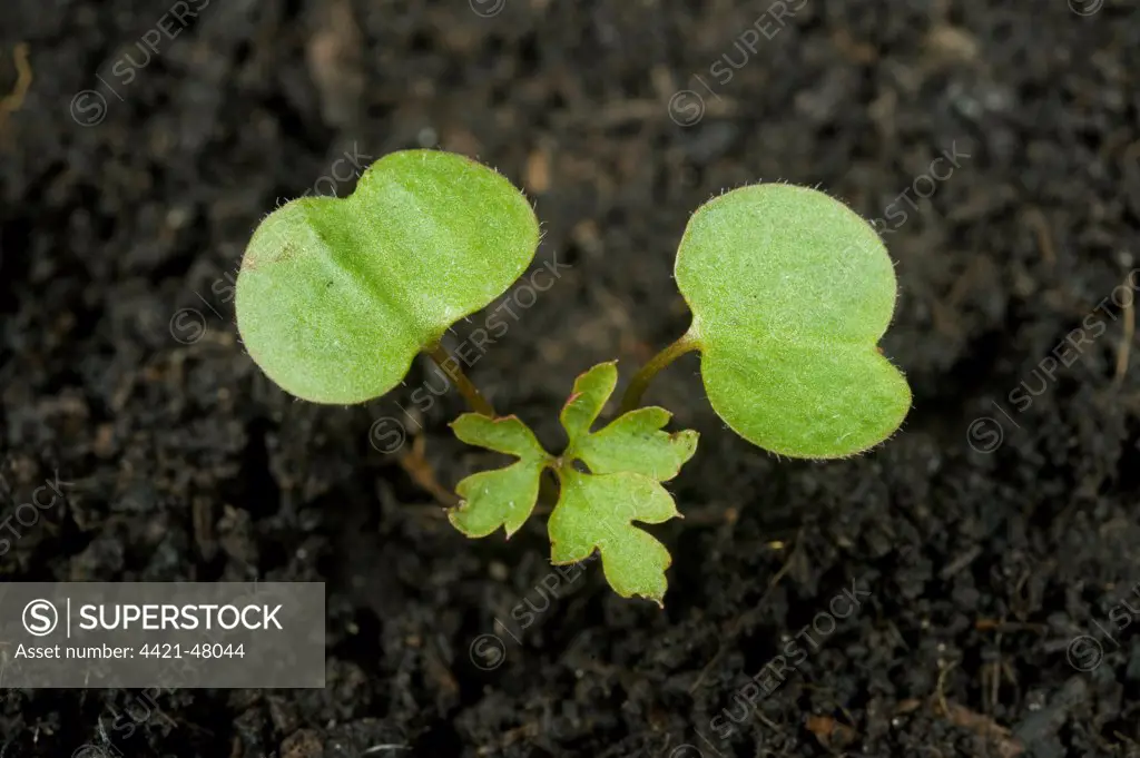 A seedling plant of herb robert, Geranium robertianum, an annual plant of waste ground with cotyledons and first true leaf developing