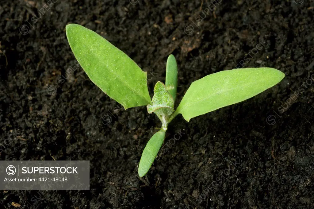 A seedling plant of common orache, Atriplex patula, with two true leaves and cotyledons