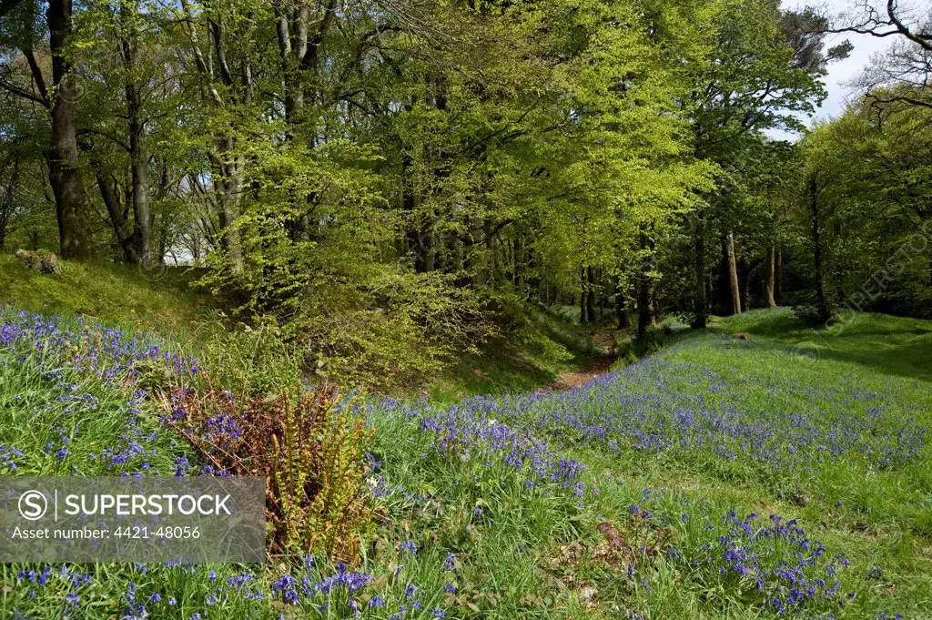 bluebells flowering at Blackbury Camp, a Devon Iron-age fort, with beech and oak trees in young leaf on a bright spring day