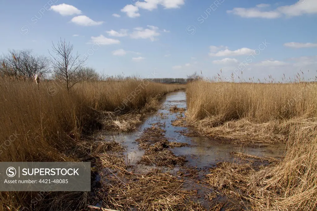 RSPB Minsmere has the third largest area of reed beds in the UK, this stretch shows newly cleared dyke
