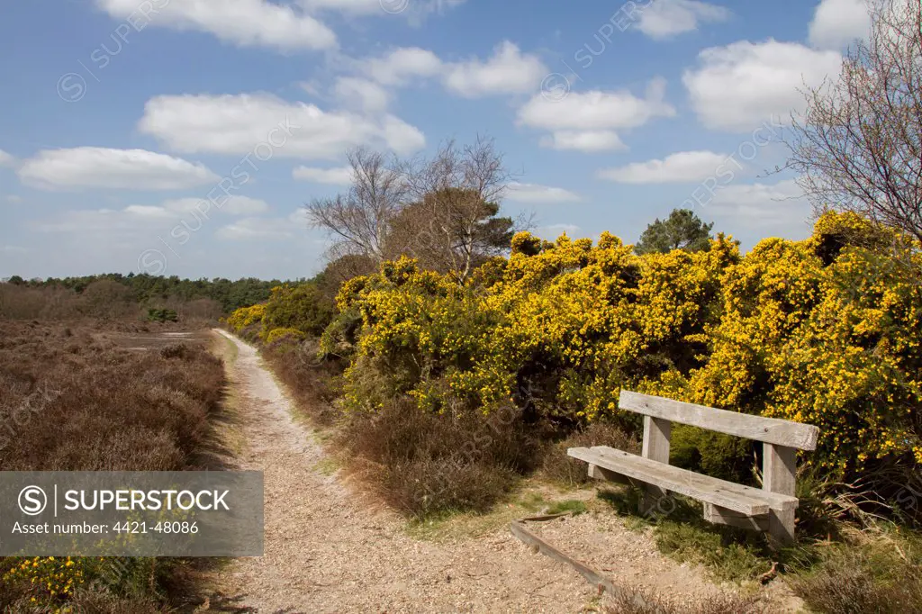 Foot path on Dunwich Heath, Suffolk - early spring