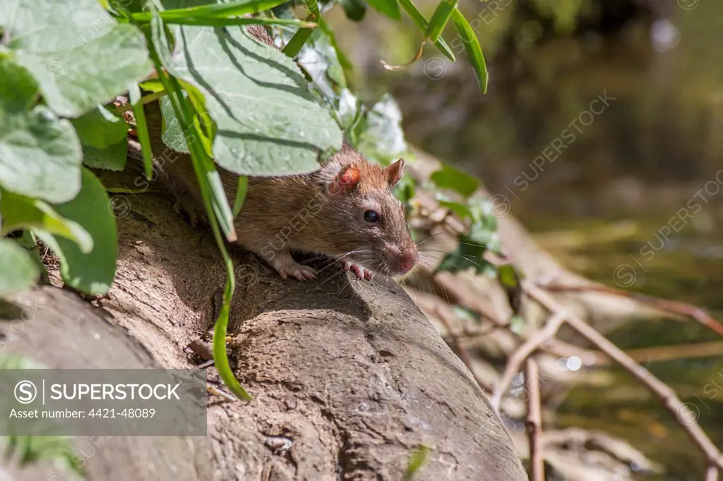Brown Rat (Rattus norvegicus) adult, feeding at edge of water, Norfolk, England