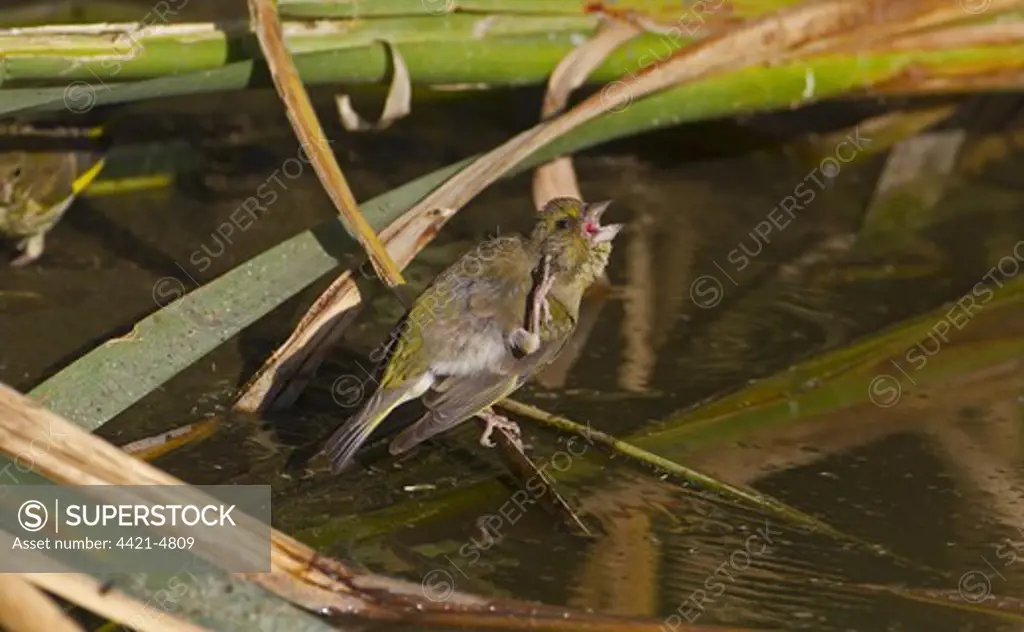 European Greenfinch (Carduelis chloris) juvenile, scratching, perched on leaf over water, Northern Spain, july