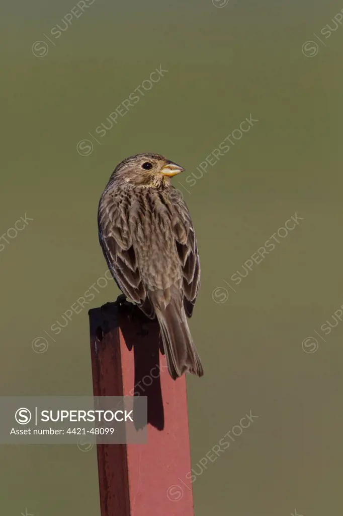 Corn Bunting perched on fence post. - Spain Extremadura.