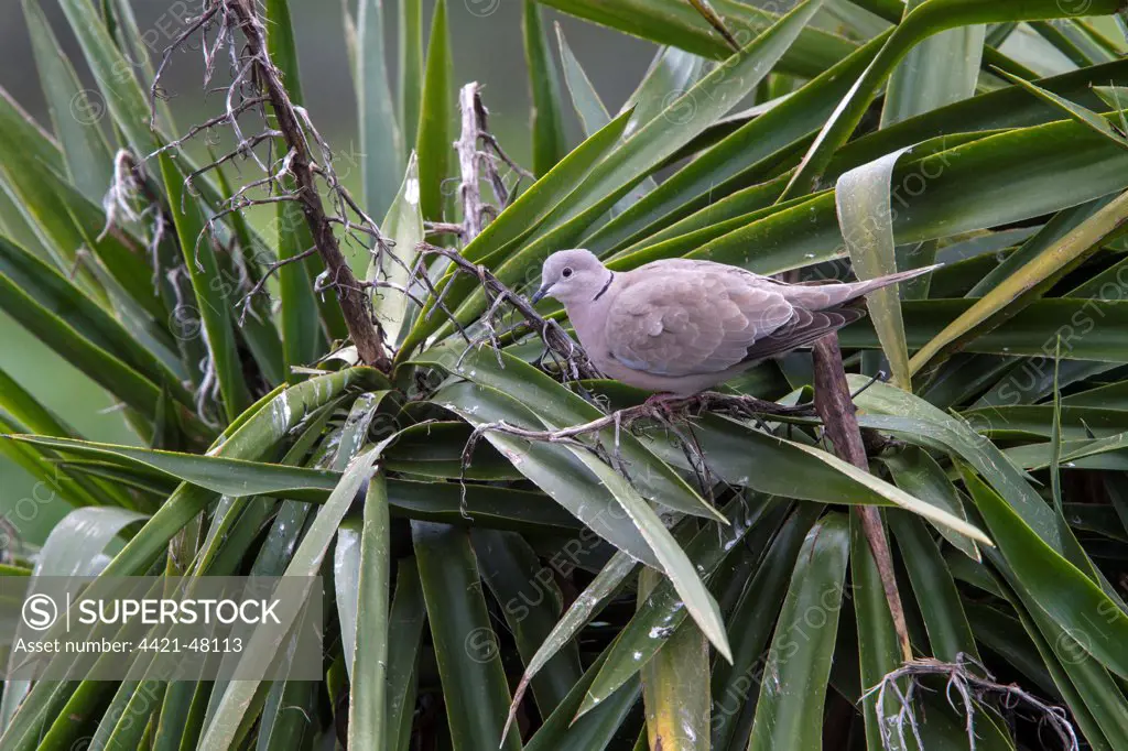 Eurasian Collared Dove - Extremadura Spain.