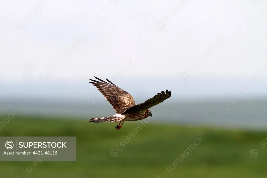 Montagu's Harrier female