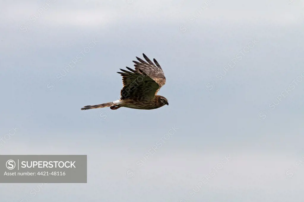 Montagu's Harrier female