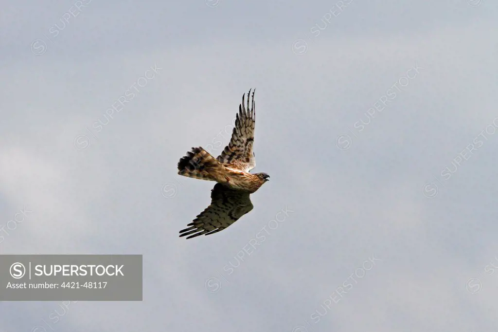 Montagu's Harrier female display flight