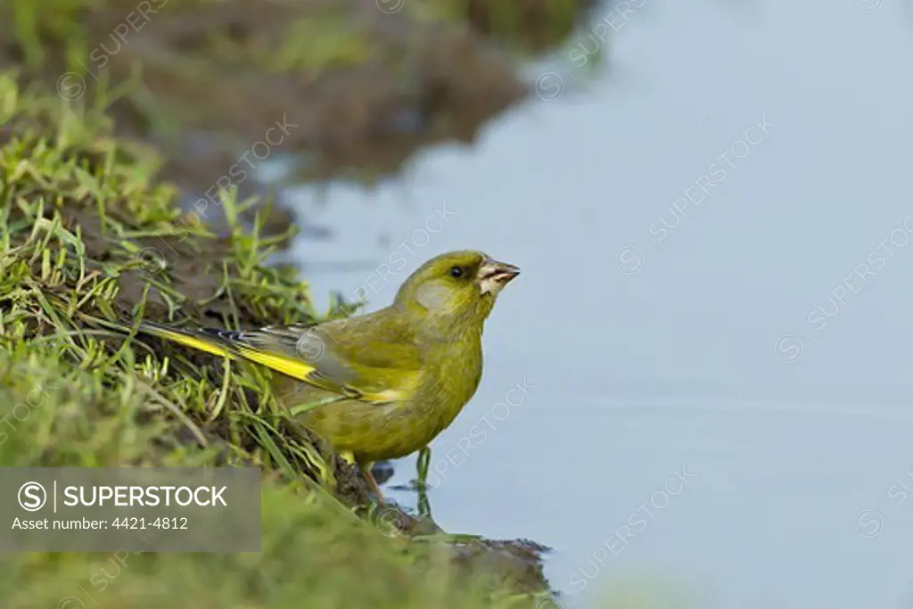 European Greenfinch (Carduelis chloris) adult male, drinking from puddle on farmland, Warwickshire, England, april
