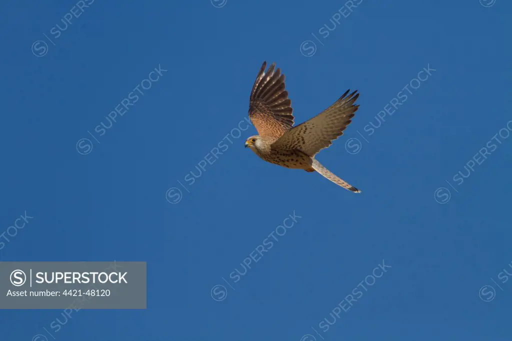 Lesser Kestrel female in flight - Extremadura Spain.