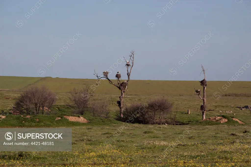 White Stork nests on dead trees on the Belen Plain, Extremadura Spain.