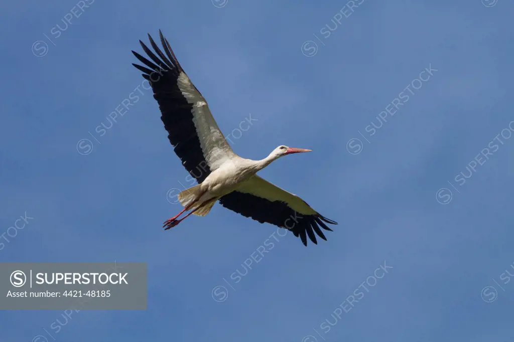 White Stork in flight - Spain