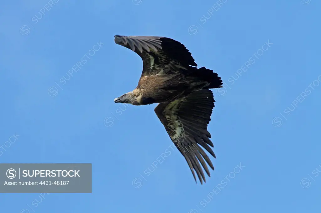 Griffon Vulture in flight - Monfrague Spain