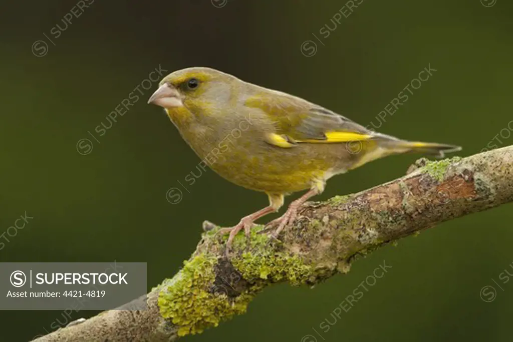 European Greenfinch (Carduelis chloris) adult male, perched on branch, Norfolk, England, january