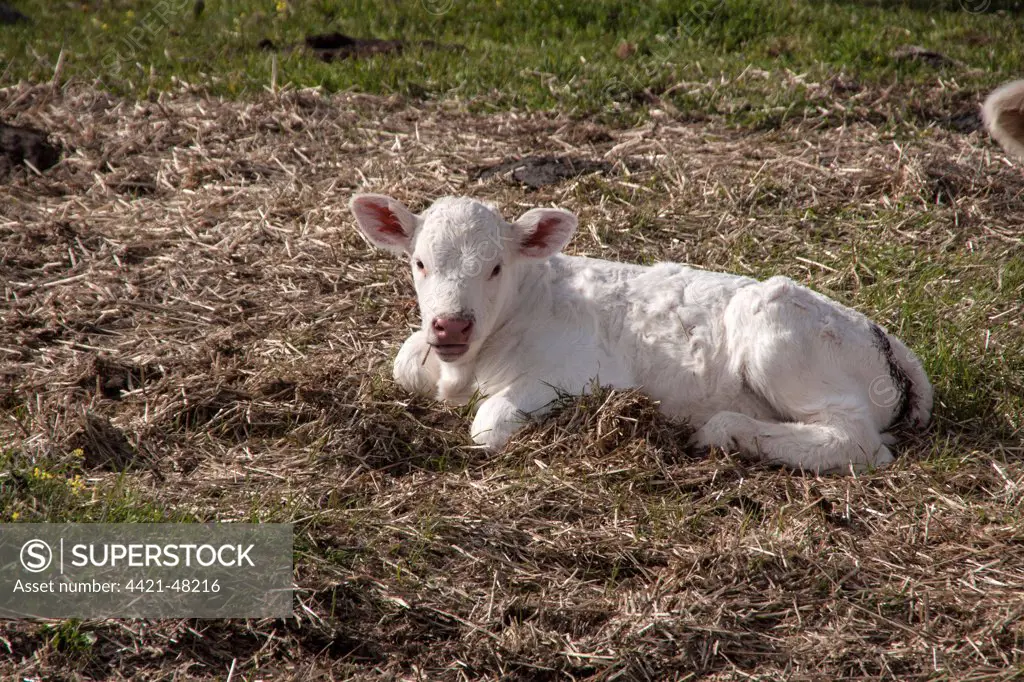 Newly born Charolais calf which does not yet have its ear tags - Extremadura, Spain.