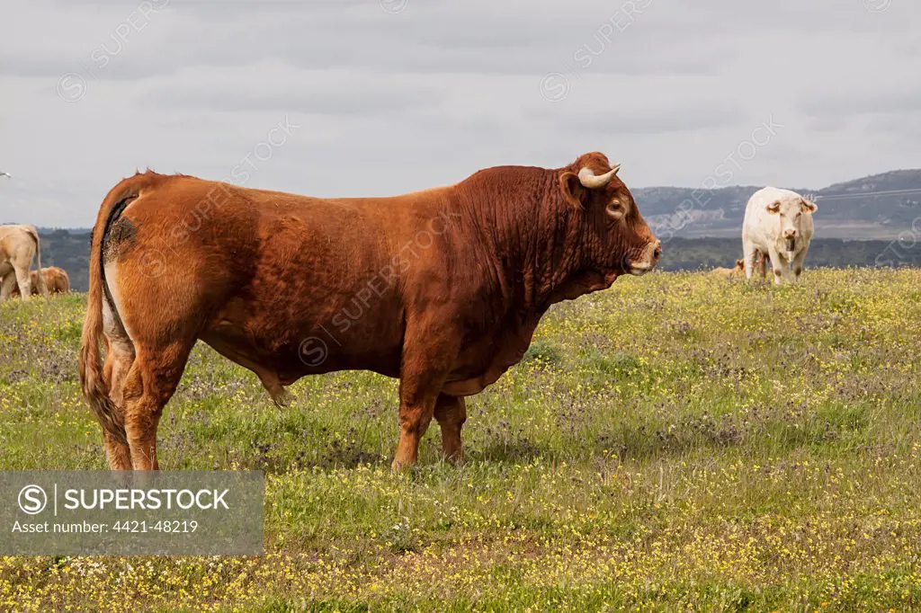 Limousin bull with charolais cow behind - Extremadura, Spain.