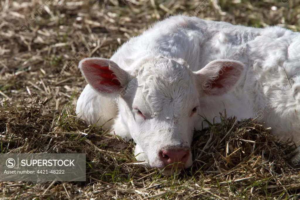charolais, cow, cattle, Extremadura, Spain, Spanish, breed,  farm, farming, domestic, ear, tag, calf, horn, horned, tags,