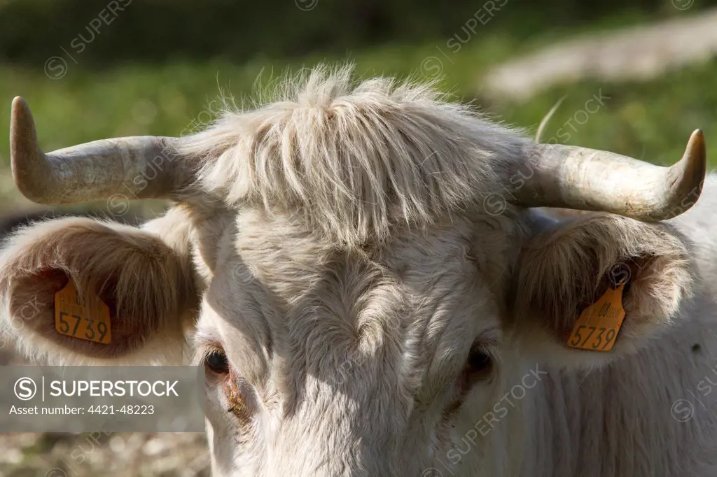 Charolais cow with horns and ear tags - Extremadura, Spain.