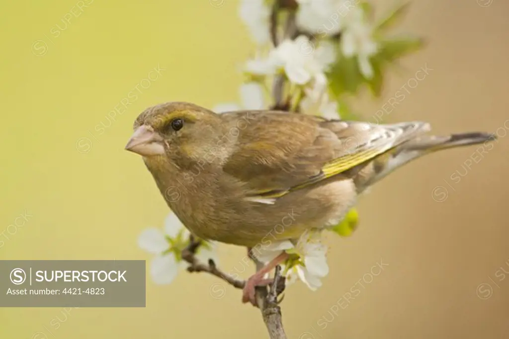 European Greenfinch (Carduelis chloris) adult female, perched on twig with blossom, Norfolk, England, april