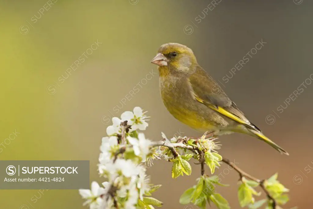 European Greenfinch (Carduelis chloris) adult male, perched on twig with blossom, Norfolk, England, april