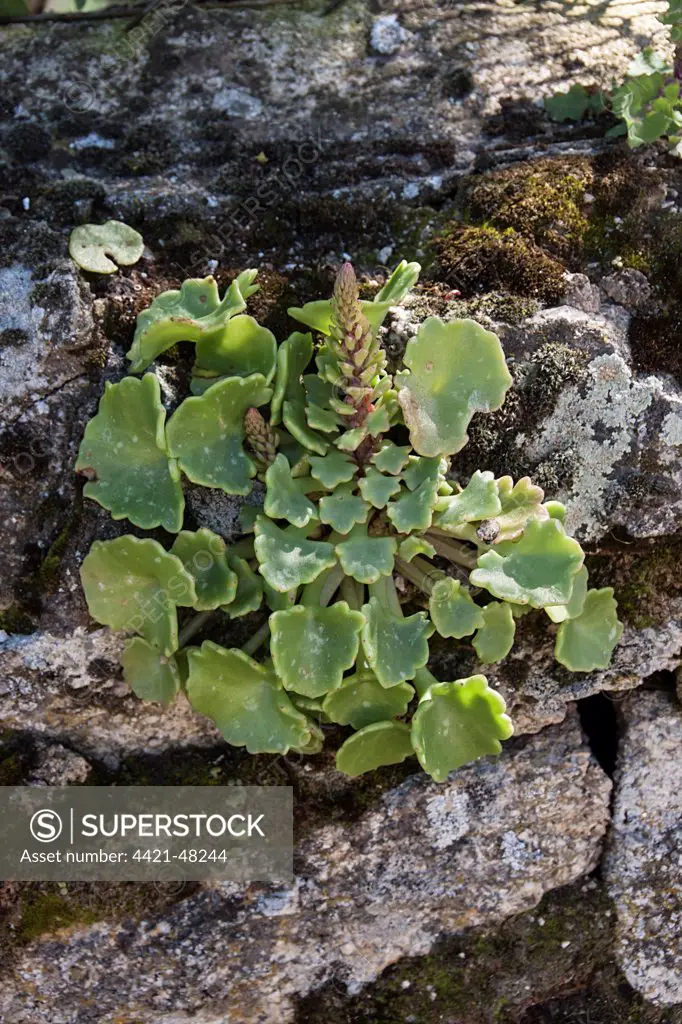 Navelwort, Penny-pies, or Wall Pennywort - Umbilicus rupestris,is a fleshy, perennial, edible flowering plant in the stonecrop family - Spain.