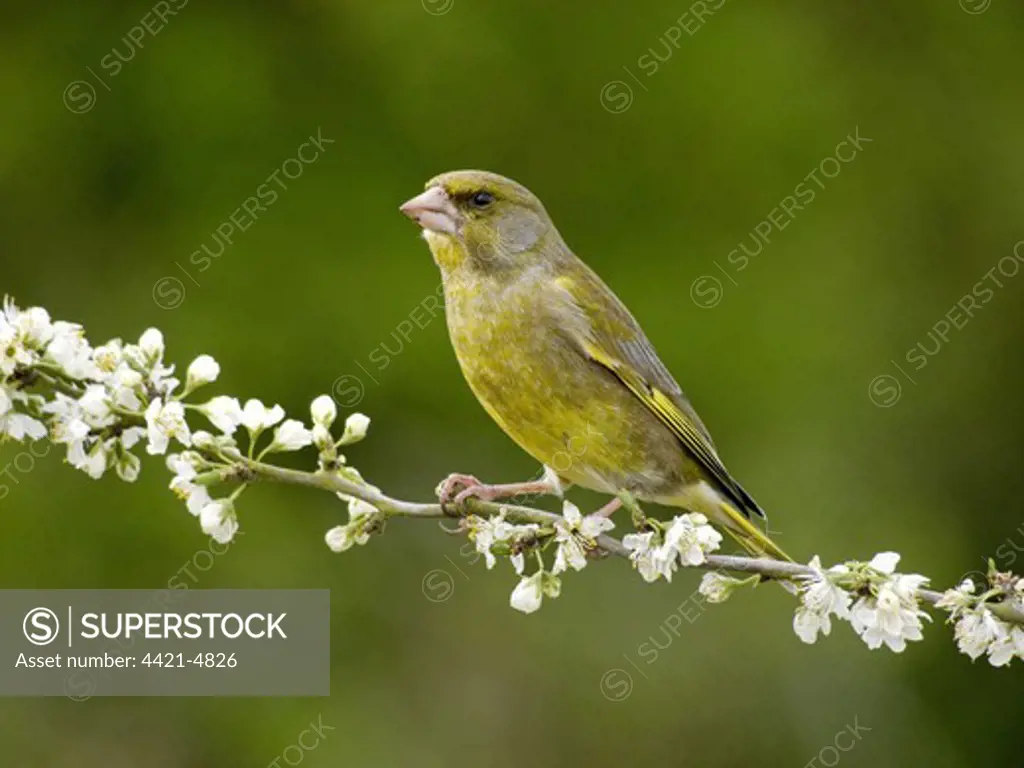 European Greenfinch (Carduelis chloris) adult male, perched on twig with blossom, Warwickshire, England, april