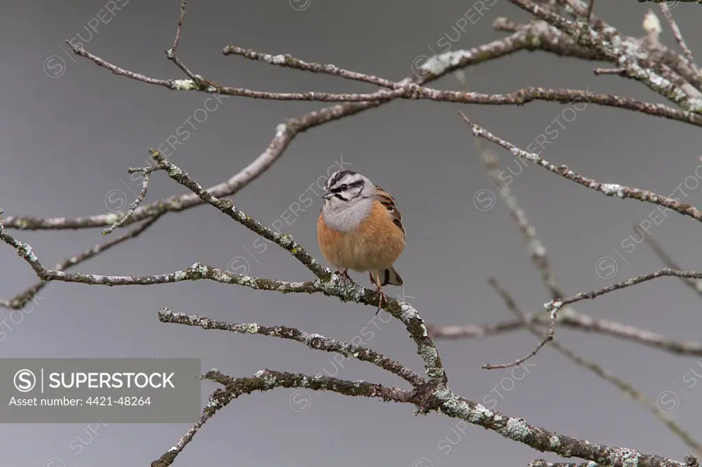 Rock Bunting male at Monfrague, Extremadura Spain.