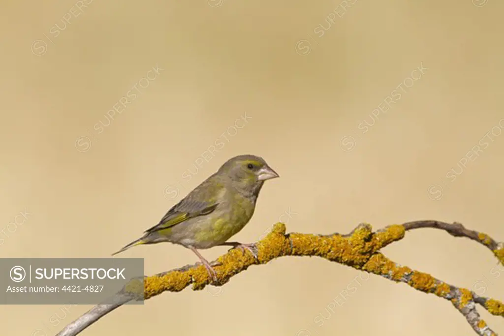 European Greenfinch (Carduelis chloris) adult male, perched on lichen covered twig, Castilla y Leon, Spain, june