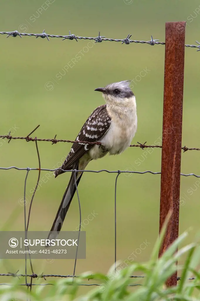 Great Spotted Cuckoo Extremadura Spain.