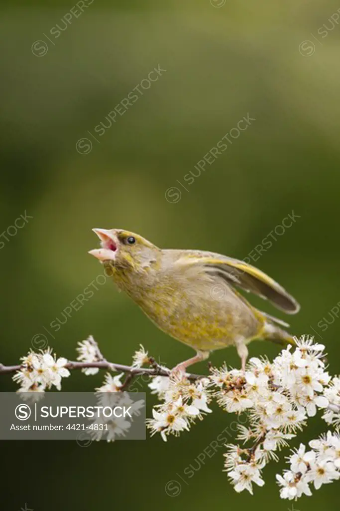 European Greenfinch (Carduelis chloris) adult male, in threat posture, perched on twig with blossom, Norfolk, England, april