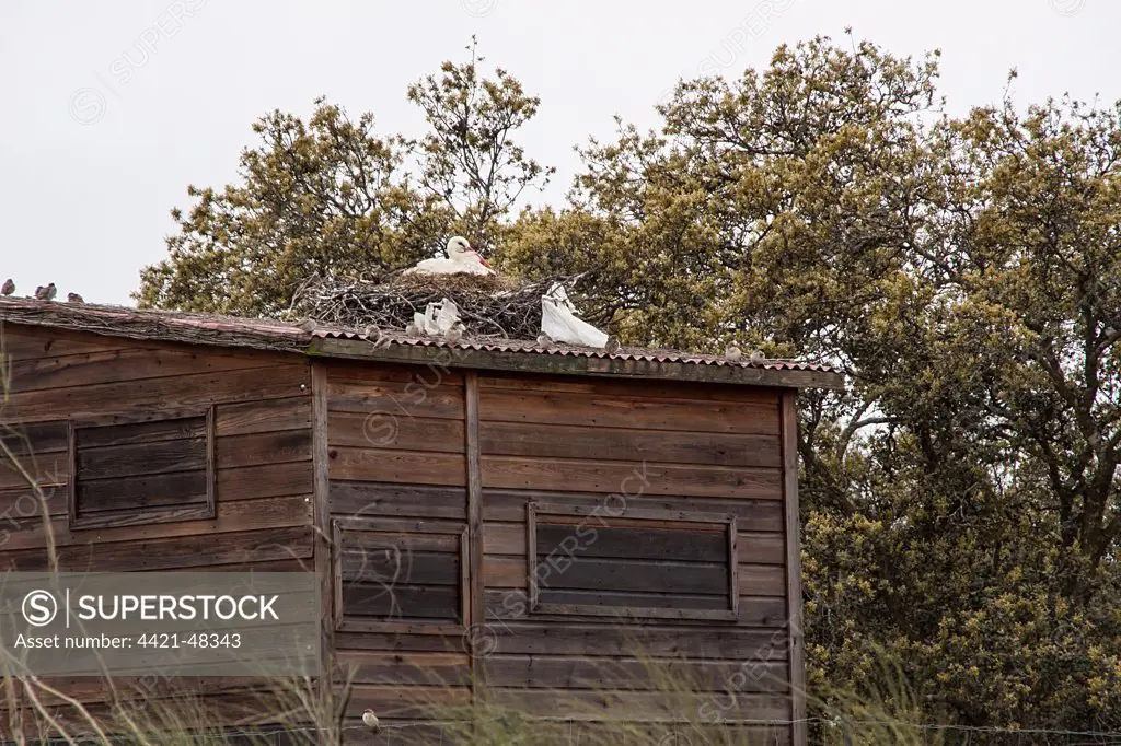 White Stork nesting on bird watching hide at Almaraz de Tajo near C'ceres, Extremadura, Spain.