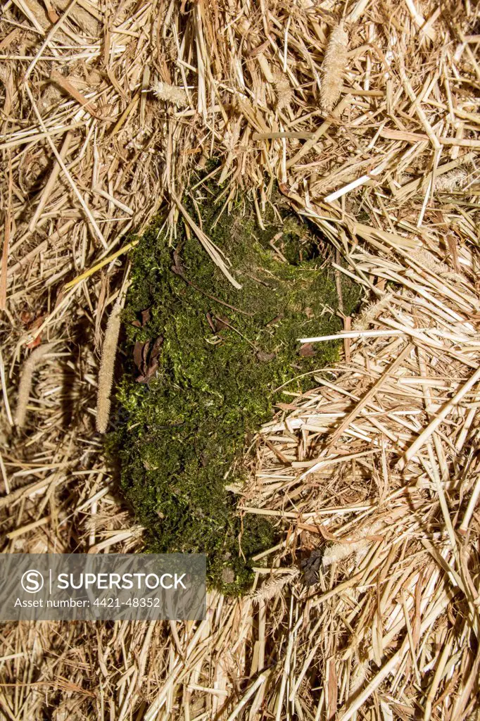 unusual nests, The male wren will build several nest for the female to choose from, when she has decided the nest is line with feathers. This nest is built with moss in a hay bale.