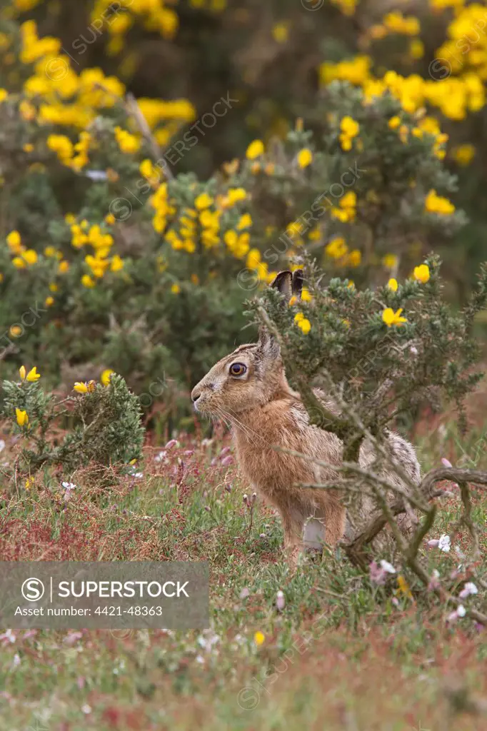 Brown Hare watching from Gorse bush. Havergate Island Suffolk.
