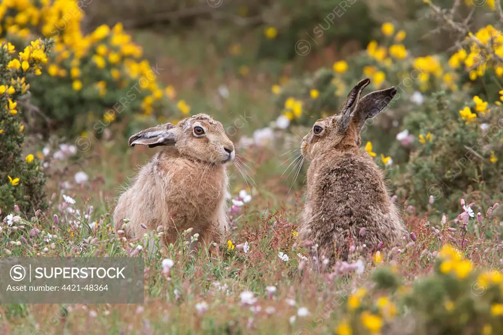 Brown Hares watching from Gorse bush. Havergate Island Suffolk.